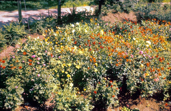 1987-66